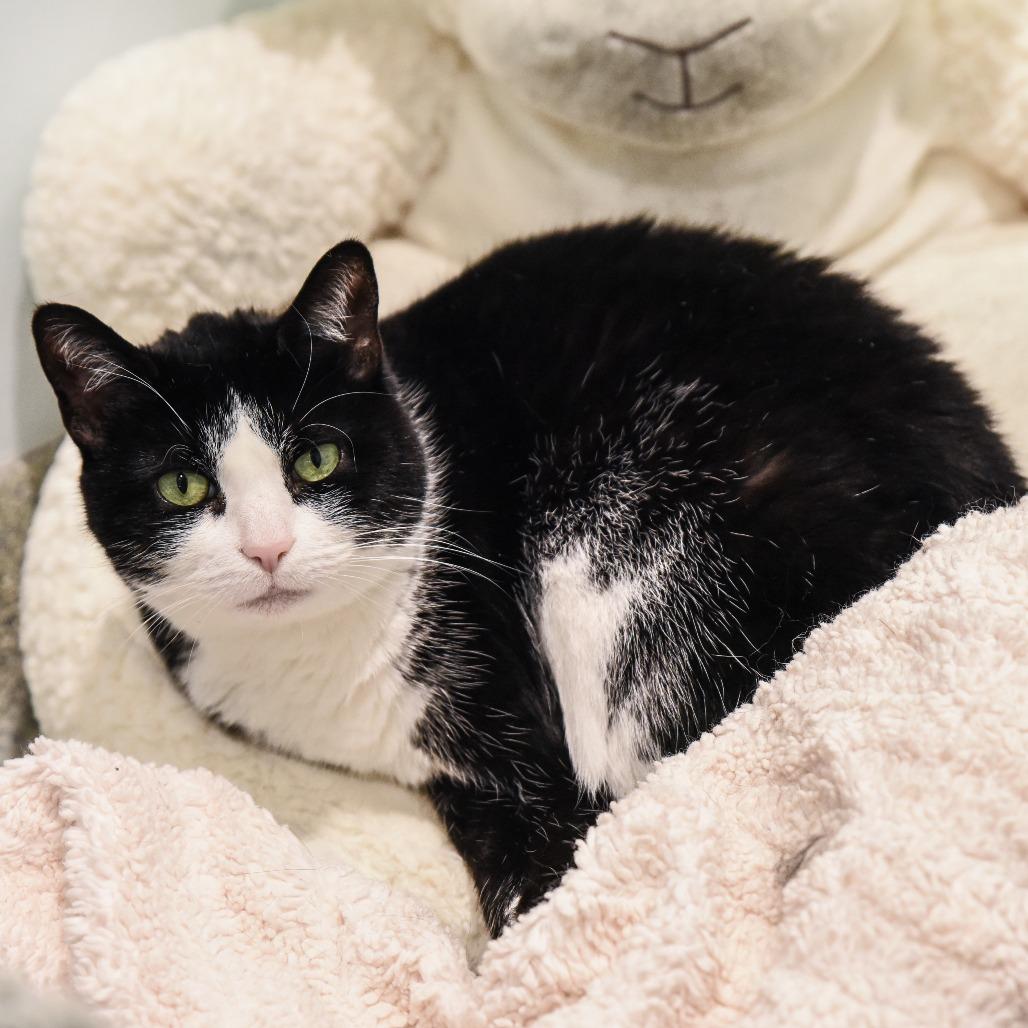 Julie, a Adoptable Domestic Short Hair in East Hampton, NY image 4/6