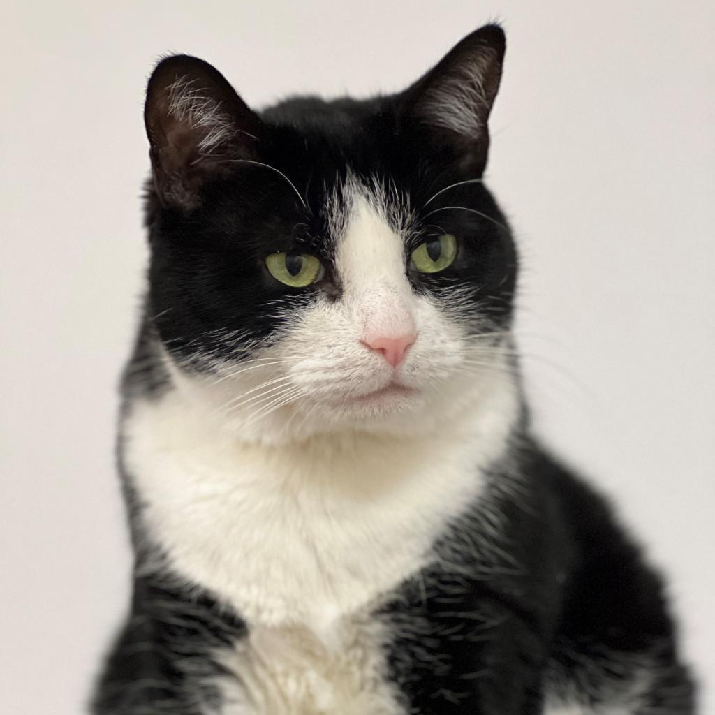 Enlarge Julie, a Adoptable Domestic Short Hair in East Hampton, NY image 5/6