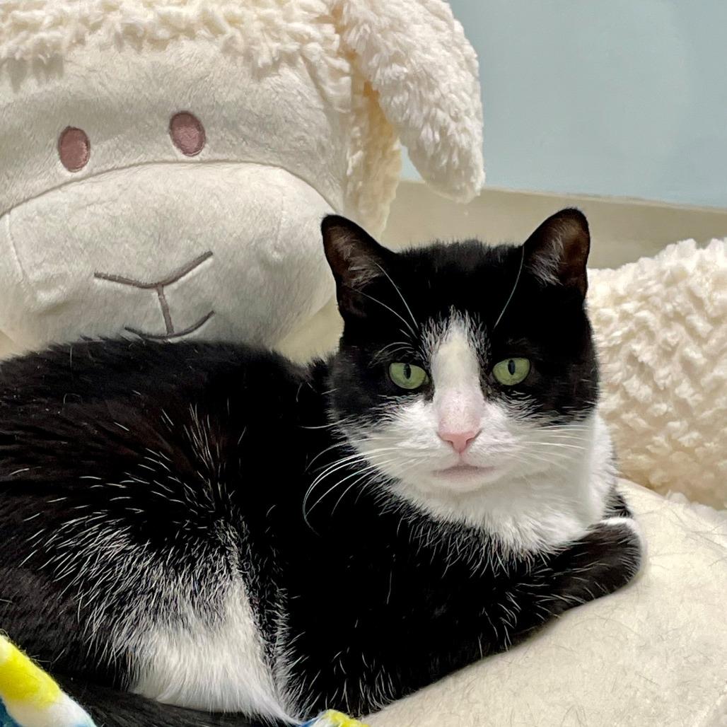 Julie, a Adoptable Domestic Short Hair in East Hampton, NY image 5/6