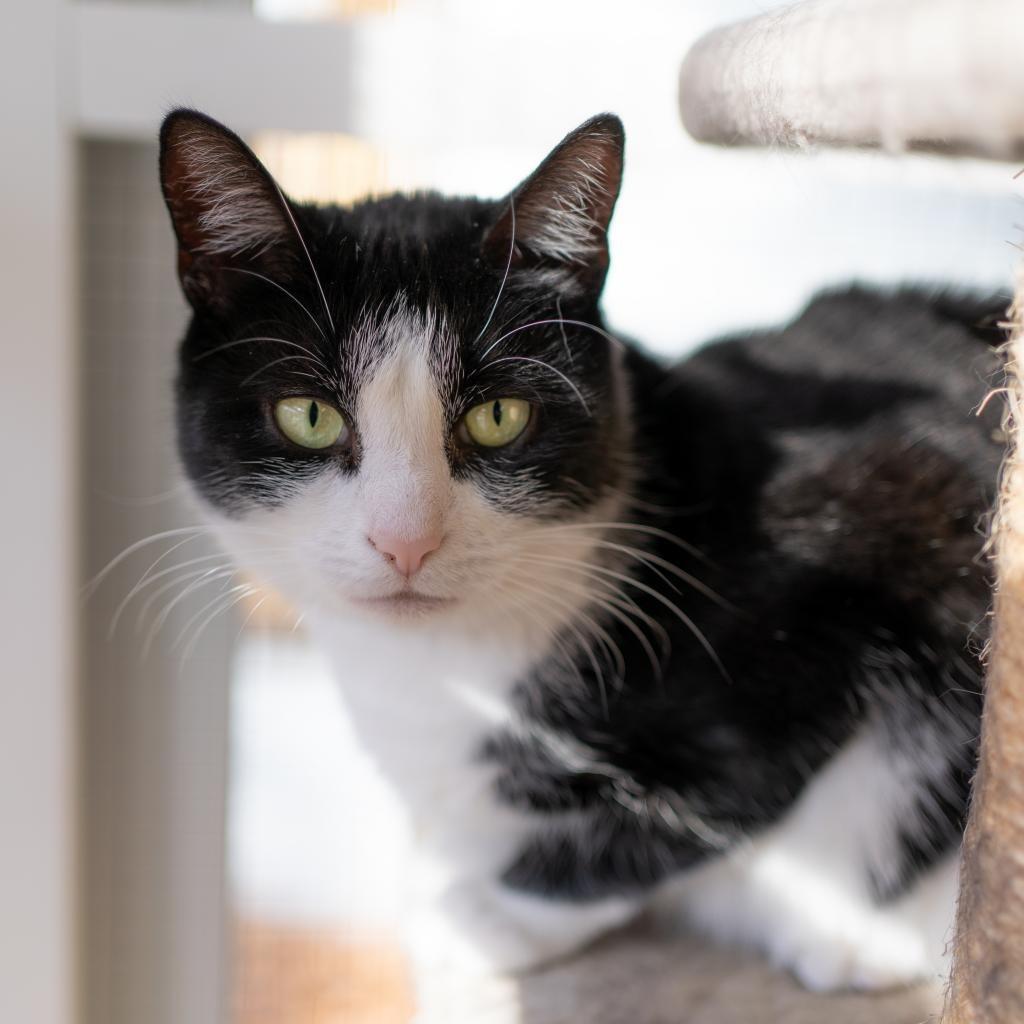 Julie, a Adoptable Domestic Short Hair in East Hampton, NY image 6/6