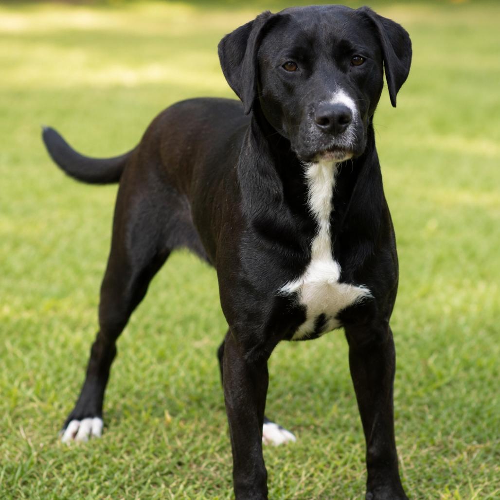 Enlarge Delphine aka Lilliputian, a Adoptable Black Labrador Retriever in Hinesville, GA image 2/2