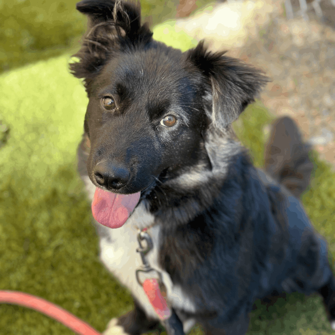 Enlarge Coby, a Adopted mixed breed in Durango, CO image 1/1