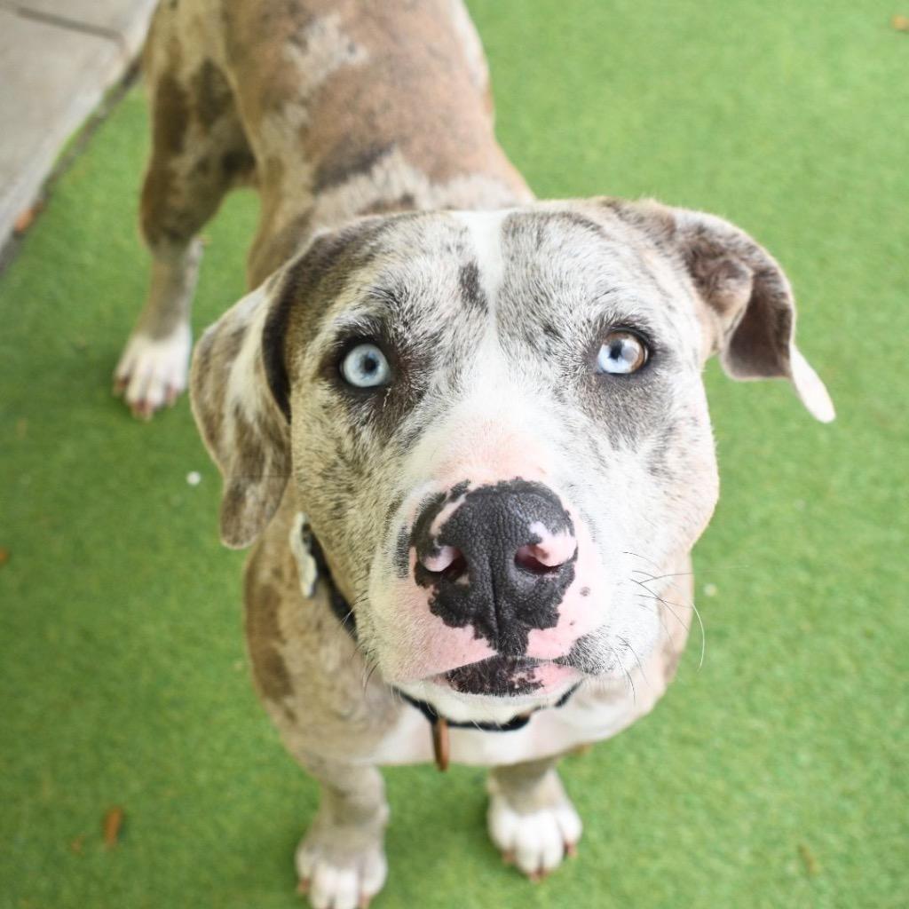 Enlarge Jicaro, a Adopted mixed breed in Saint Petersburg, FL image 1/4