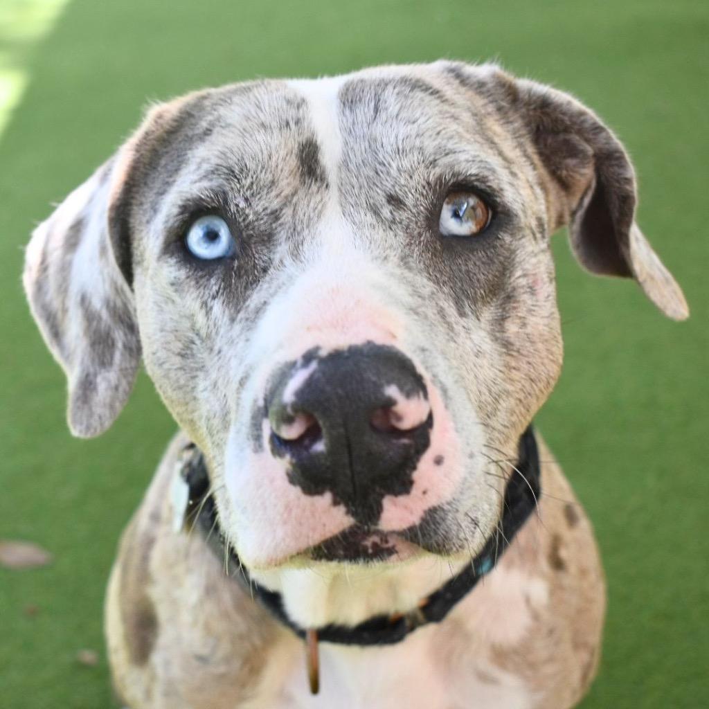 Enlarge Jicaro, a Adopted mixed breed in Saint Petersburg, FL image 3/4