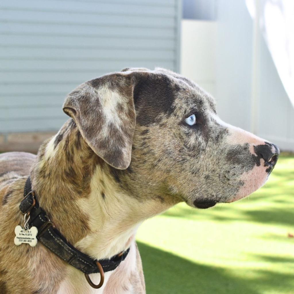 Enlarge Jicaro, a Adopted mixed breed in Saint Petersburg, FL image 4/4