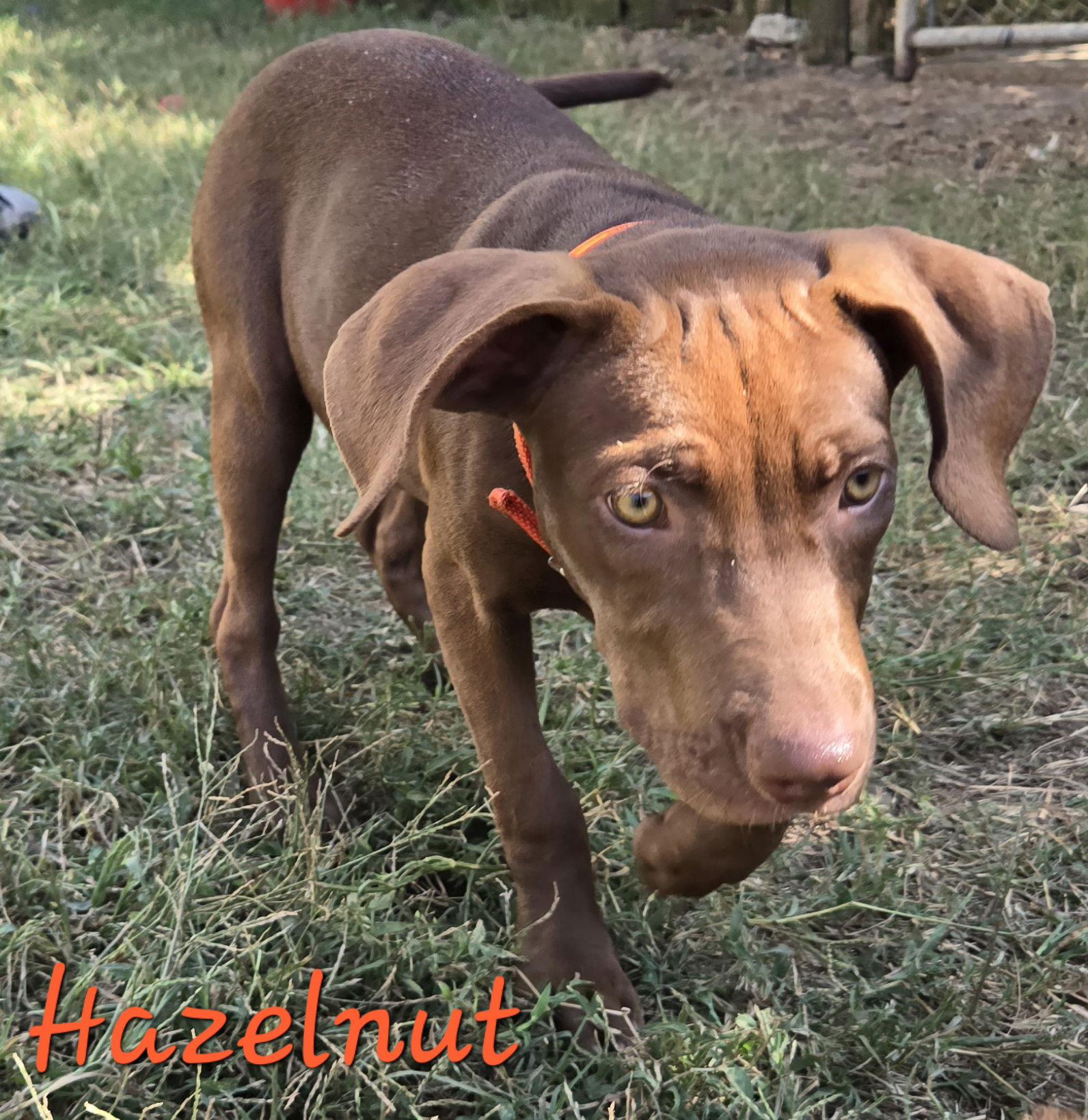 Hazelnut