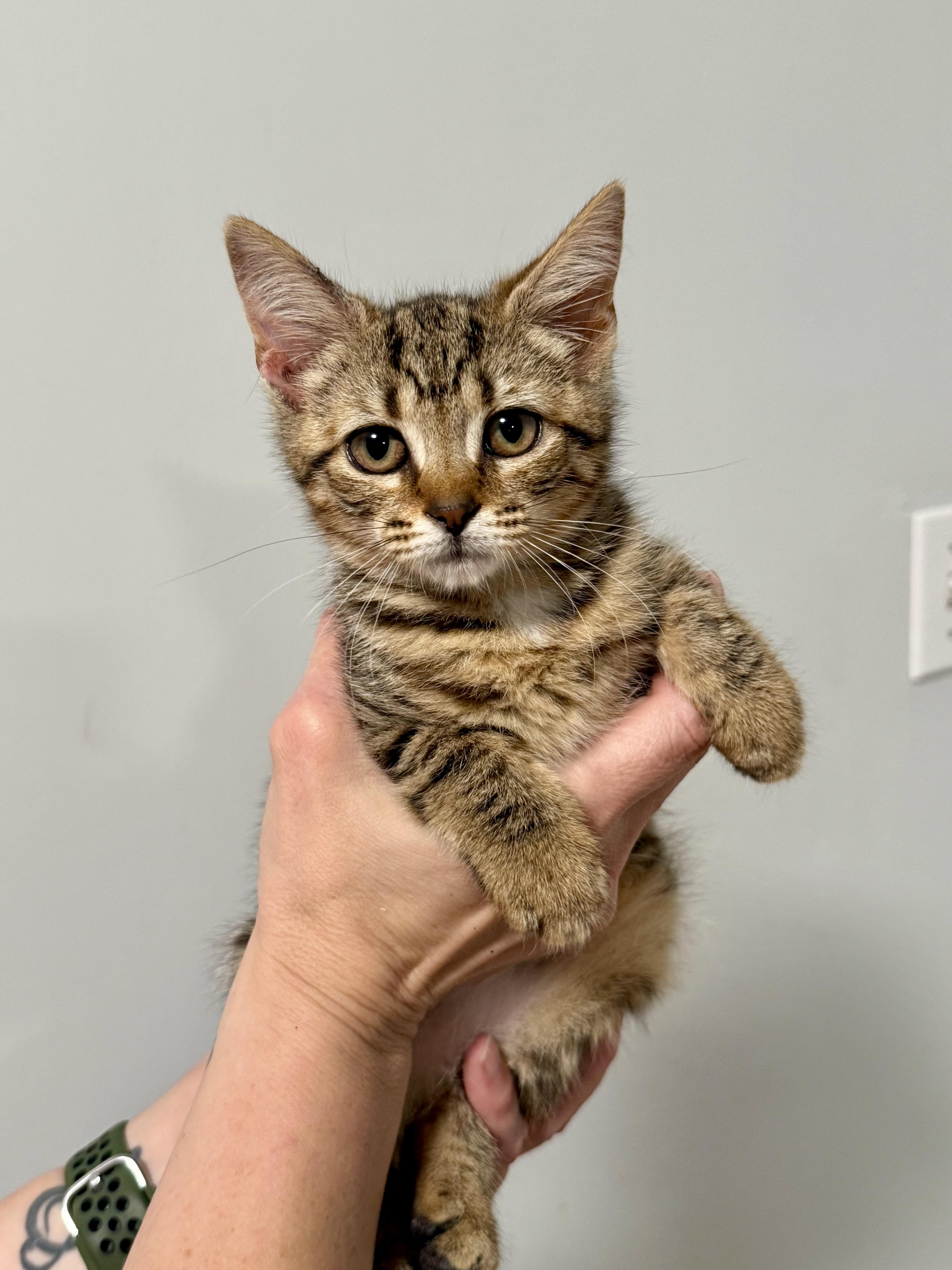 Winnie, an adoptable Domestic Short Hair in Johnson City, TN image 2/3