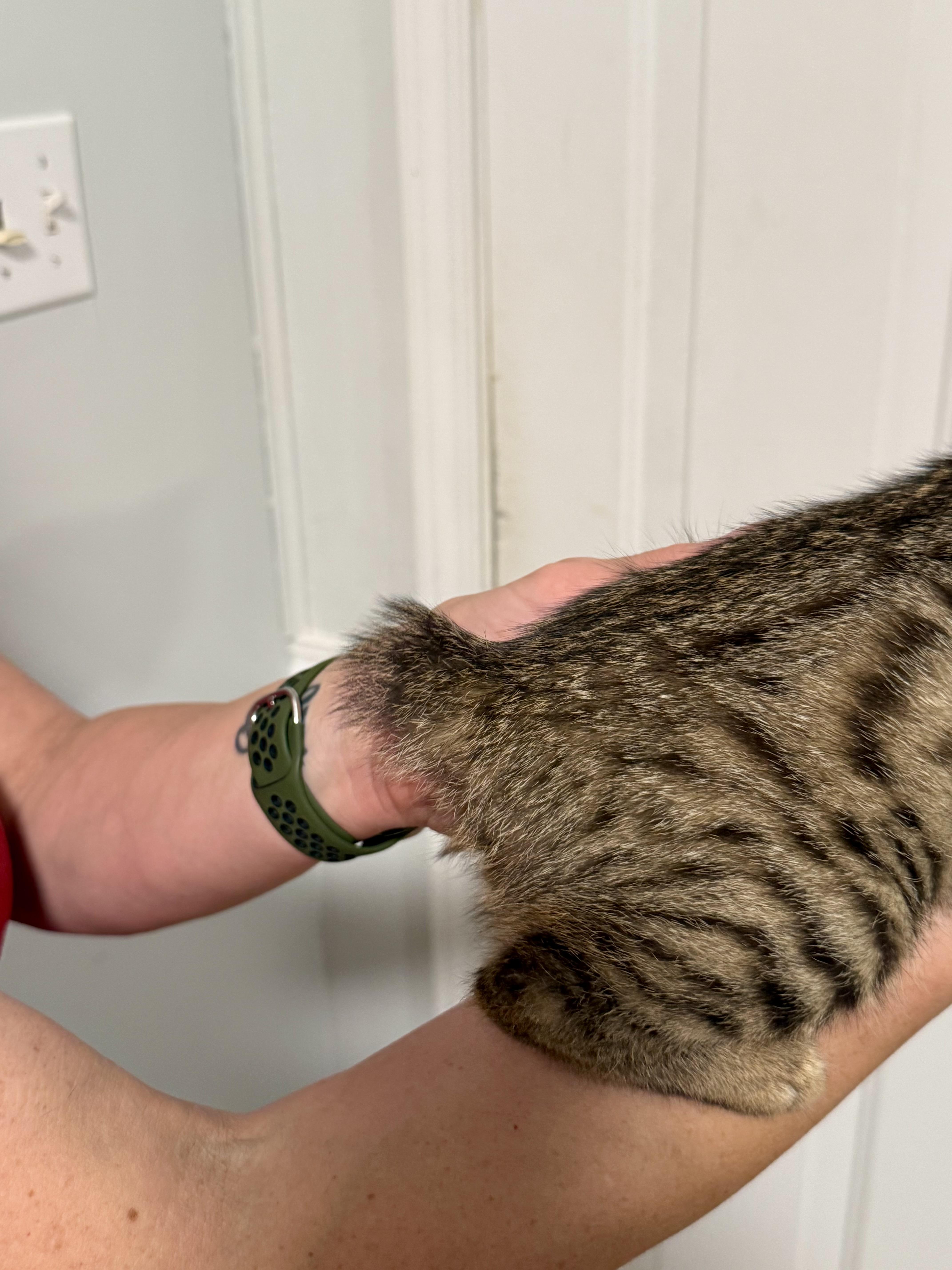 Winnie, an adoptable Domestic Short Hair in Johnson City, TN image 3/3