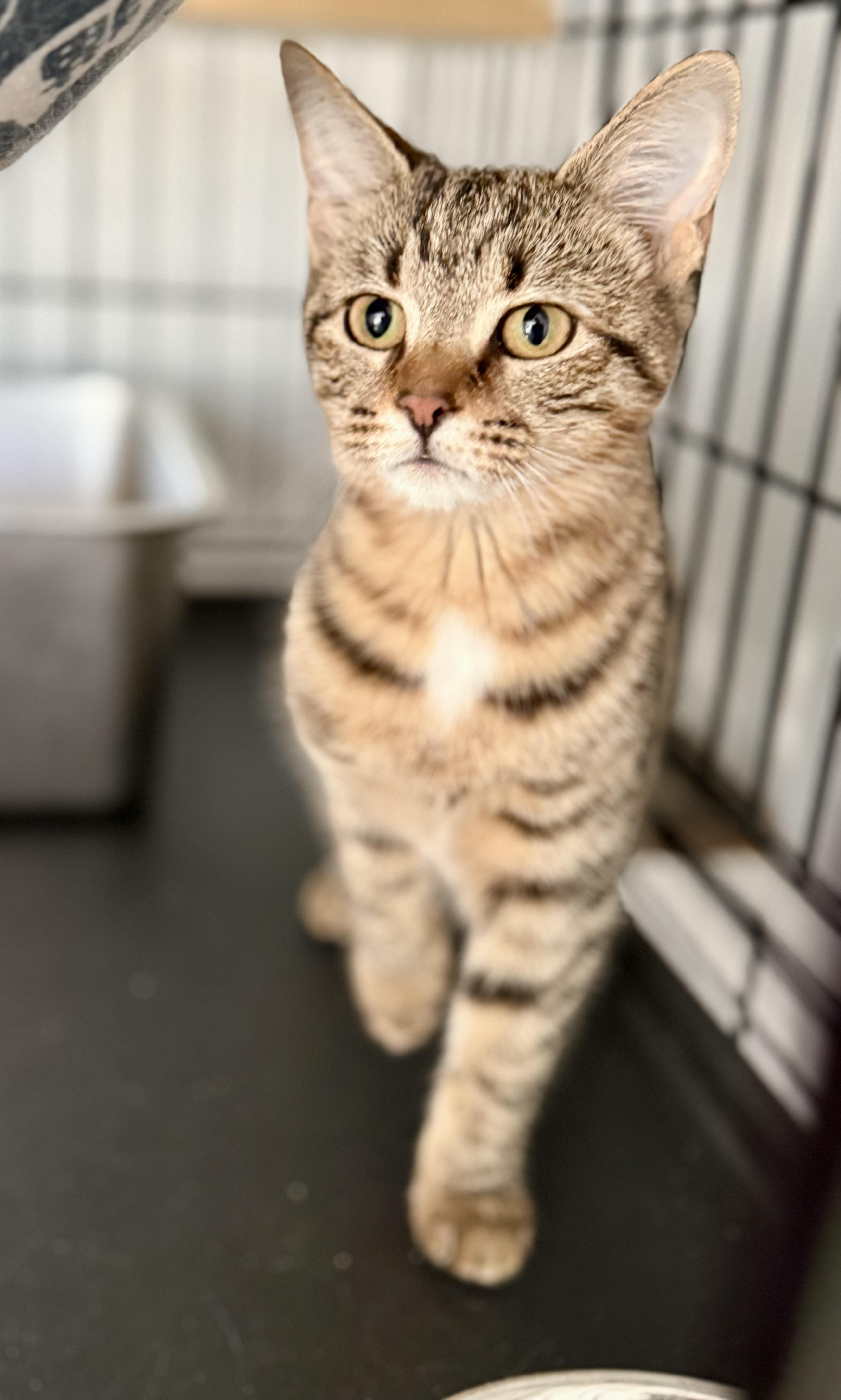 Winnie, Adoptable, Kitten Female Domestic Short Hair.