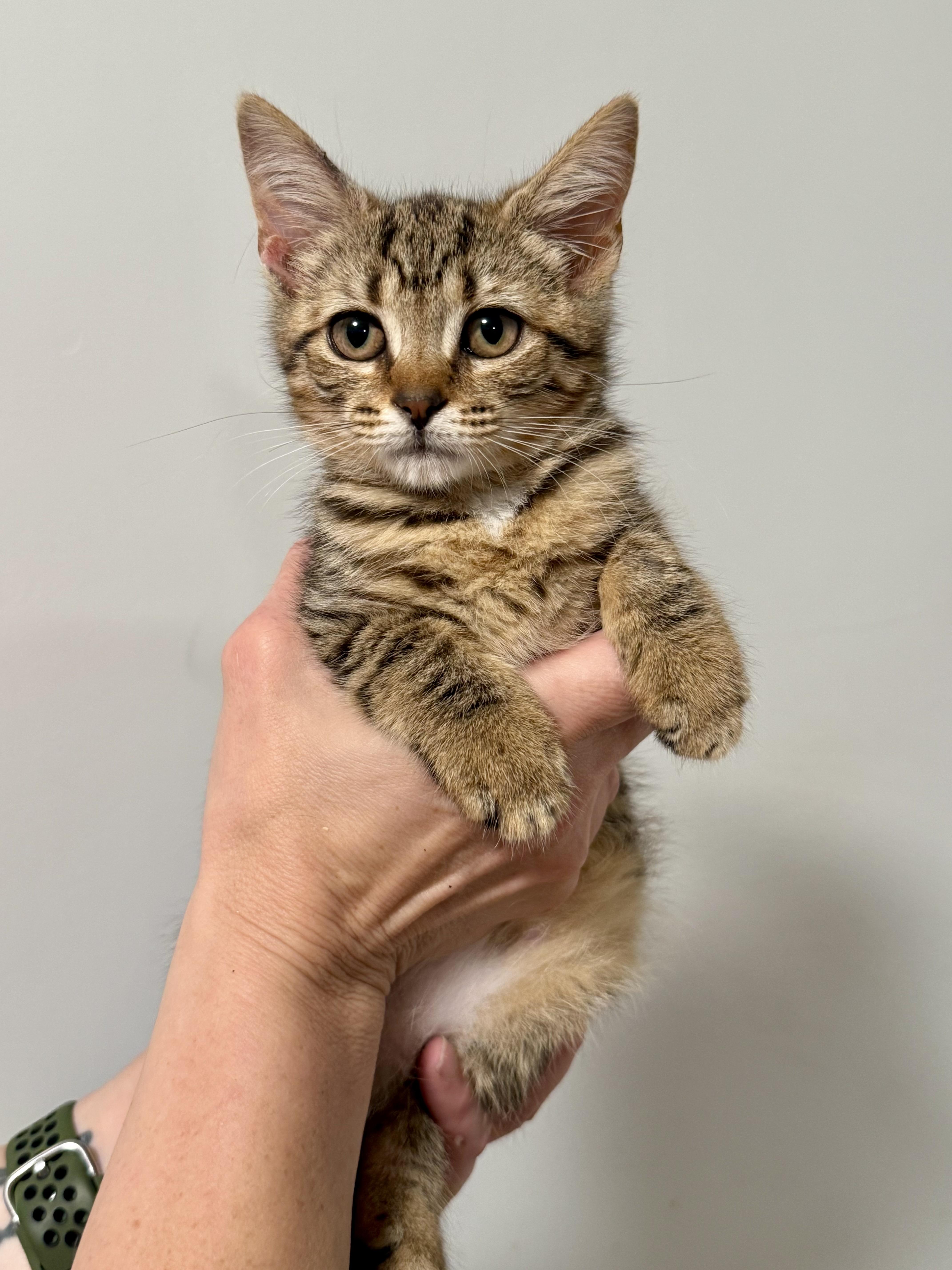Winnie, adoptable, Kitten Female Domestic Short Hair.