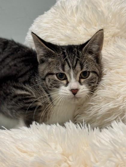 Enlarge Sharon, a ADOPTABLE Domestic Short Hair in Boyne City, MI image 1/1