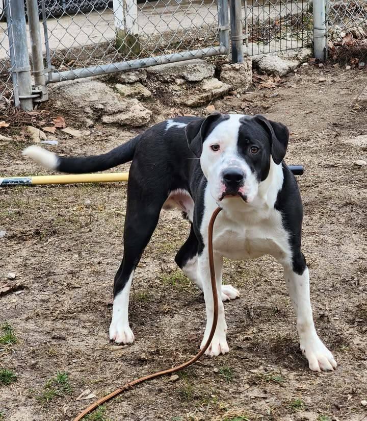 Enlarge DUDE, a ADOPTABLE mixed breed in Reed City, MI image 4/4