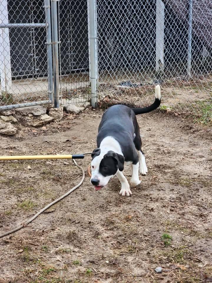Enlarge DUDE, a ADOPTABLE mixed breed in Reed City, MI image 3/4