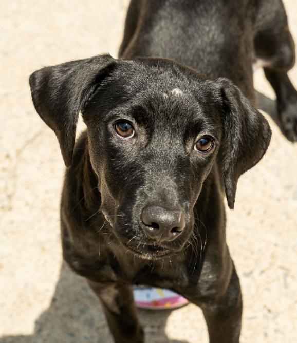 Enlarge Kona, a Adoptable Labrador Retriever in Bloomfield Hills, MI image 1/2