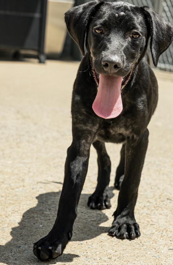 Enlarge Kona, a Adoptable Labrador Retriever in Bloomfield Hills, MI image 2/2