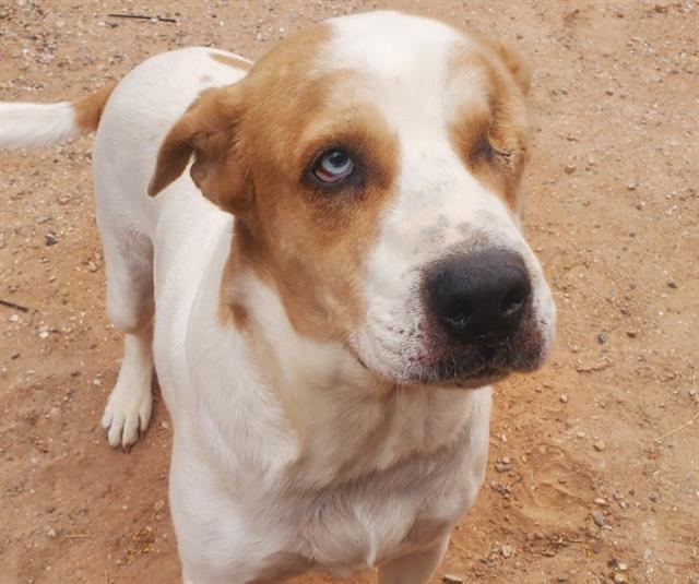 NORTON*, Adoptable, Adult Male Great Pyrenees & Mixed Breed.