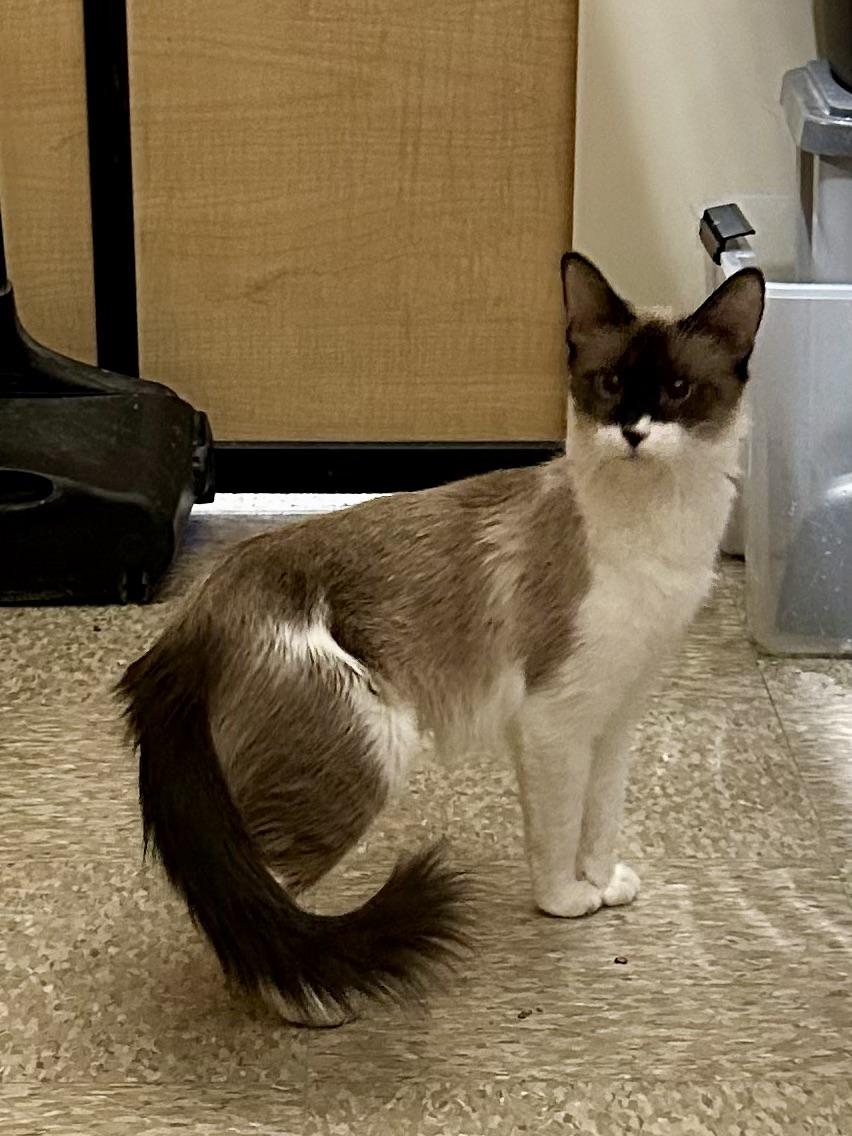 Tamarind, adopted, Young Female Siamese.