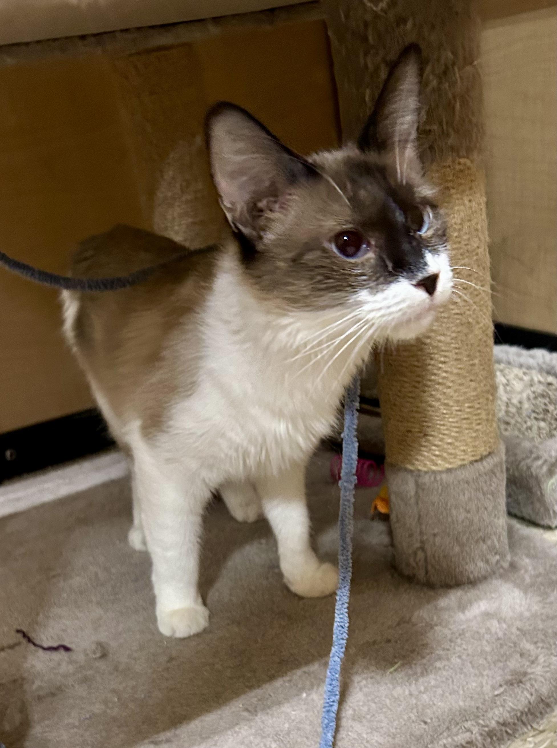 Enlarge Tamarind, an adopted Siamese in Phoenix, AZ image 3/4