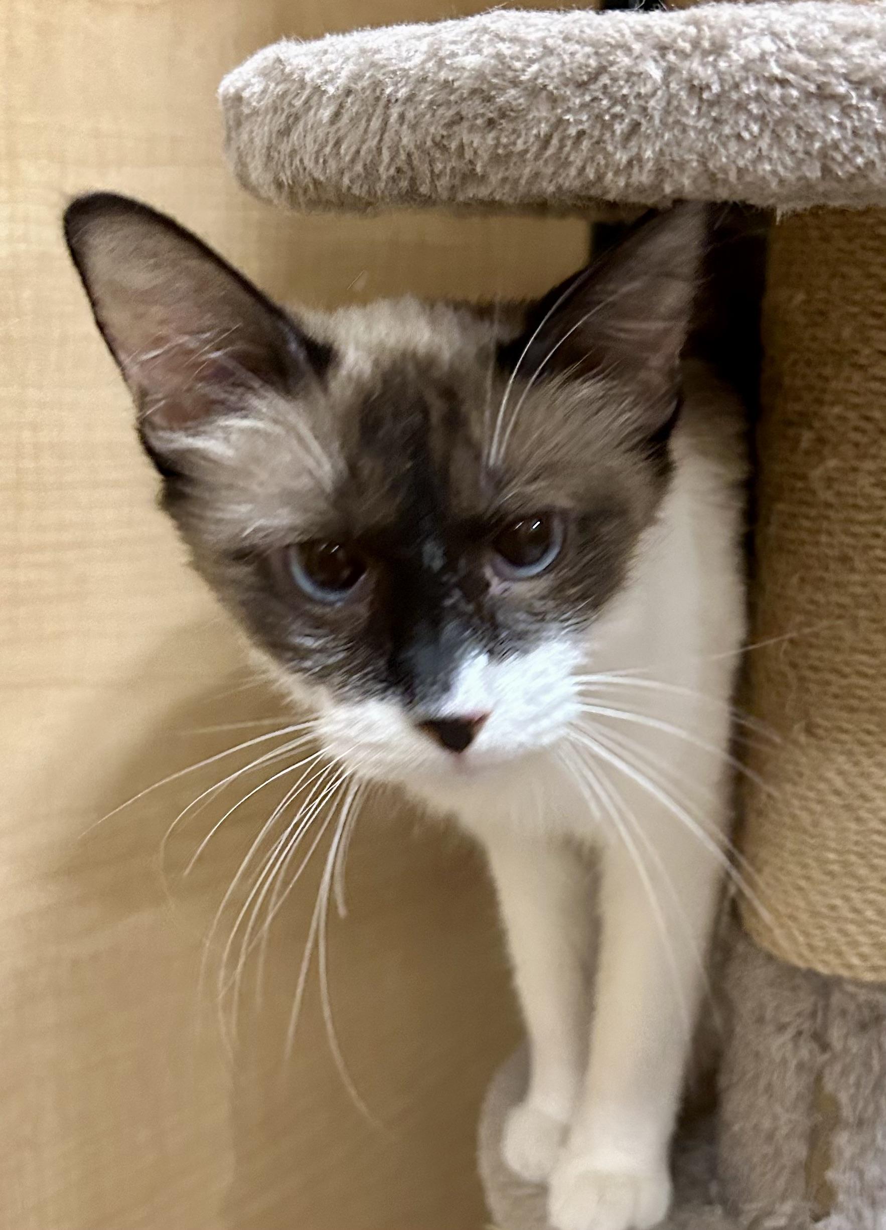 Enlarge Tamarind, an adopted Siamese in Phoenix, AZ image 4/4