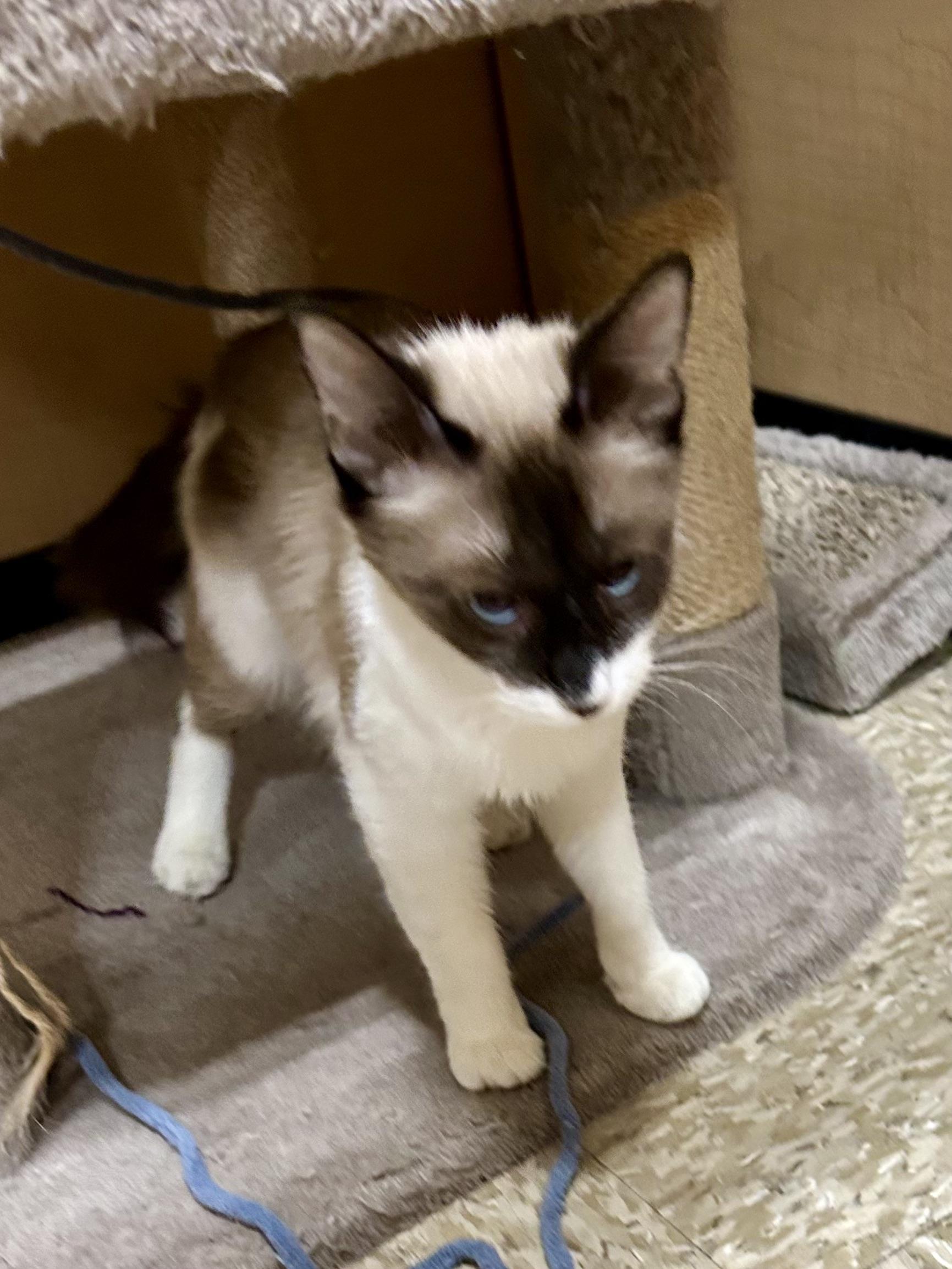 Enlarge Tamarind, an adopted Siamese in Phoenix, AZ image 2/4