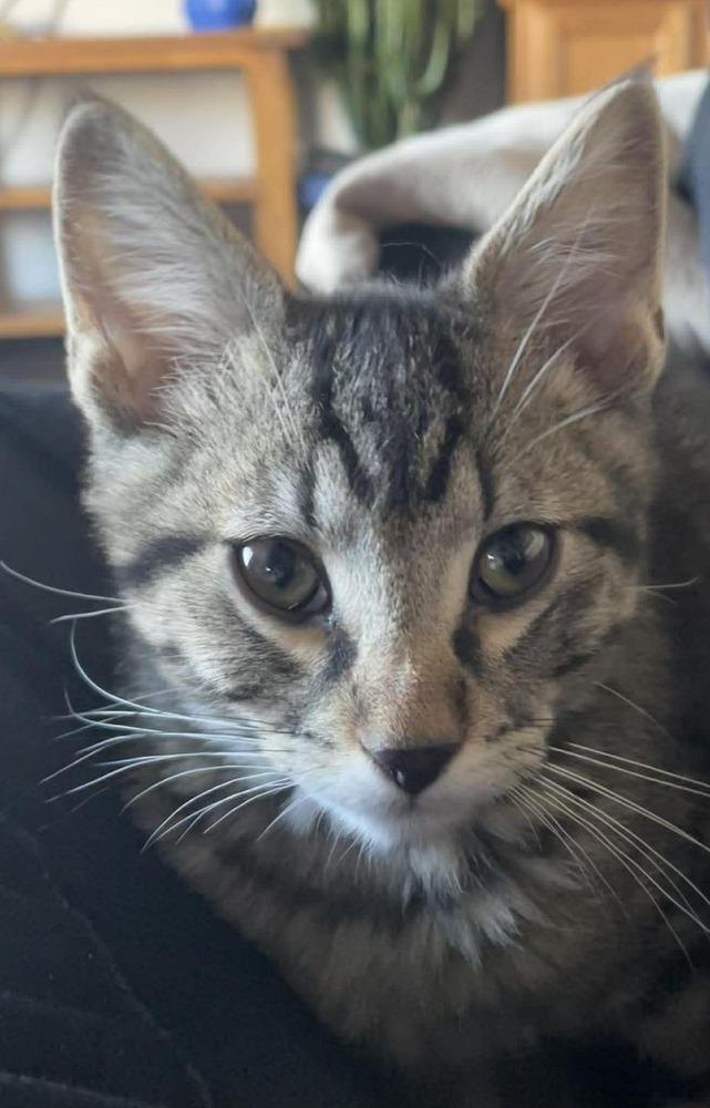 Castana Hale, Adoptable, Kitten Male Domestic Short Hair.