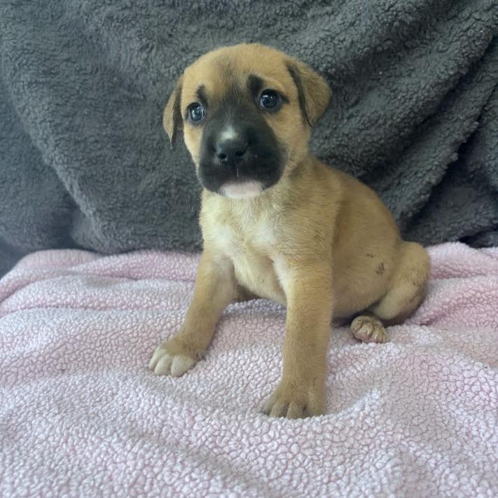 Enlarge Gaslight, a Adoptable mixed breed in North Charleston, SC image 1/4