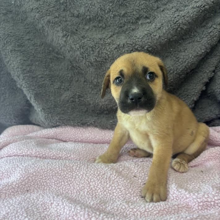 Enlarge Gaslight, a Adoptable mixed breed in North Charleston, SC image 2/4