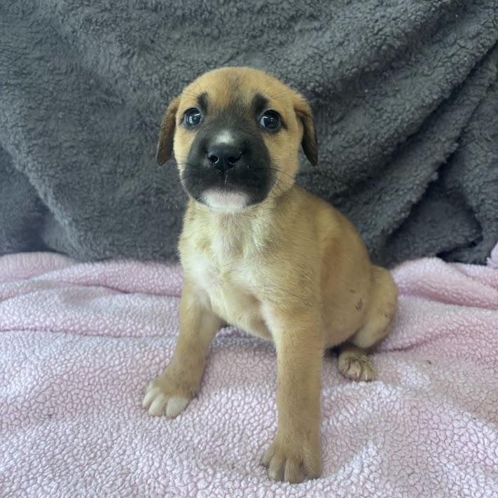 Enlarge Gaslight, a Adoptable mixed breed in North Charleston, SC image 3/4