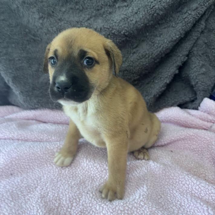 Enlarge Gaslight, a Adoptable mixed breed in North Charleston, SC image 4/4