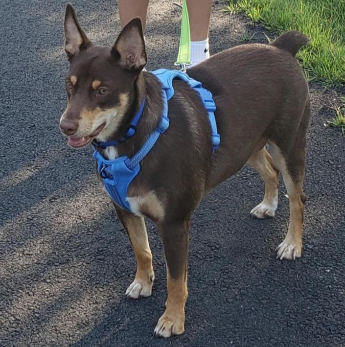 Royalty, Adoptable, Young Female Australian Kelpie & Terrier.