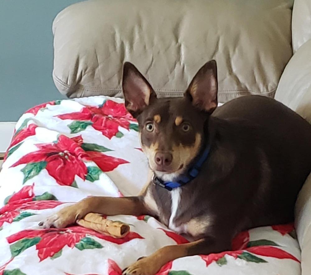 Enlarge Royalty, a Adoptable mixed breed in Middletown, CT image 3/6