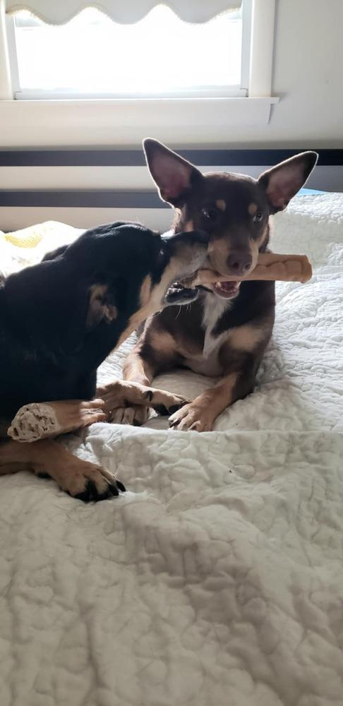 Enlarge Royalty, a Adoptable mixed breed in Middletown, CT image 5/6