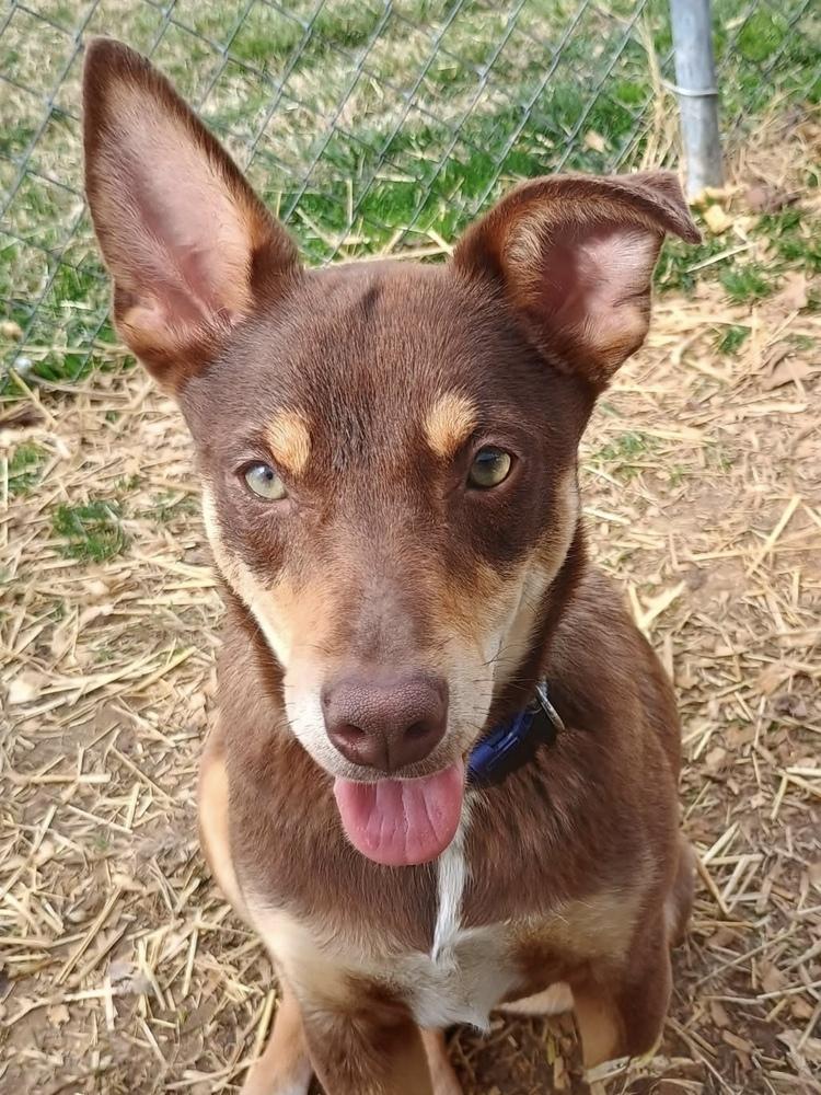 Enlarge Royalty, a Adoptable mixed breed in Middletown, CT image 4/5