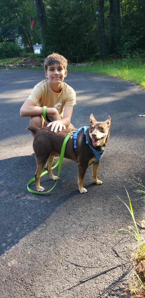 Enlarge Royalty, a Adoptable mixed breed in Middletown, CT image 6/6