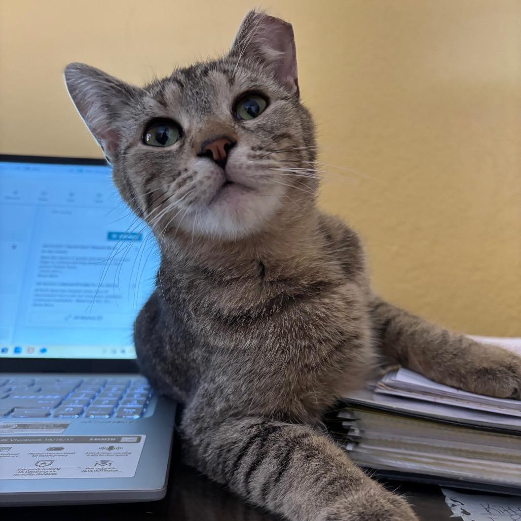 Ally Cat