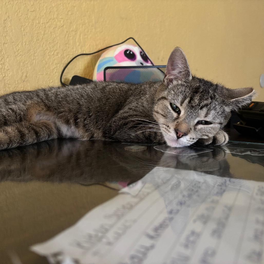Ally Cat