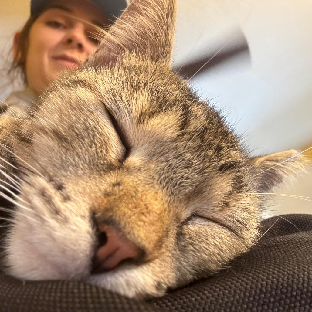Ally Cat