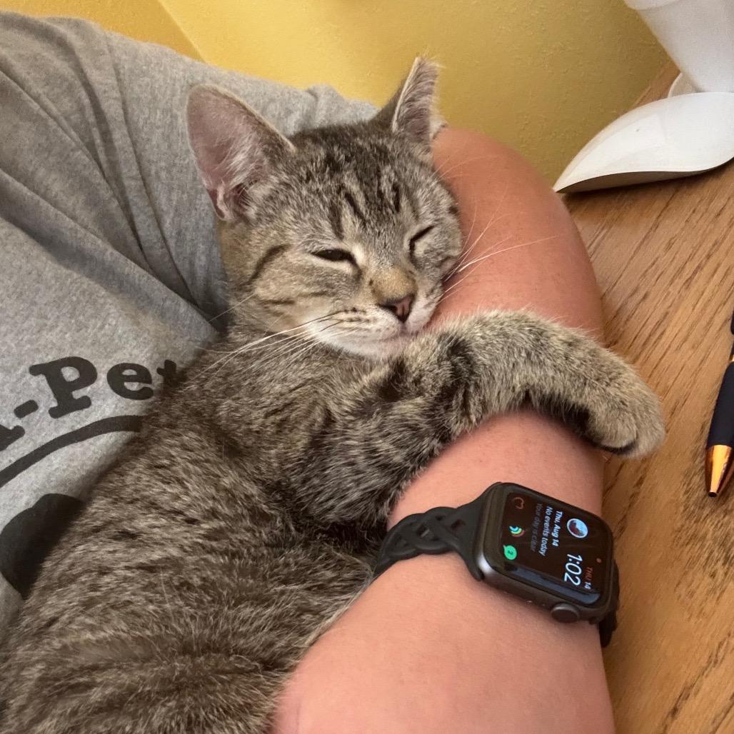 Ally Cat