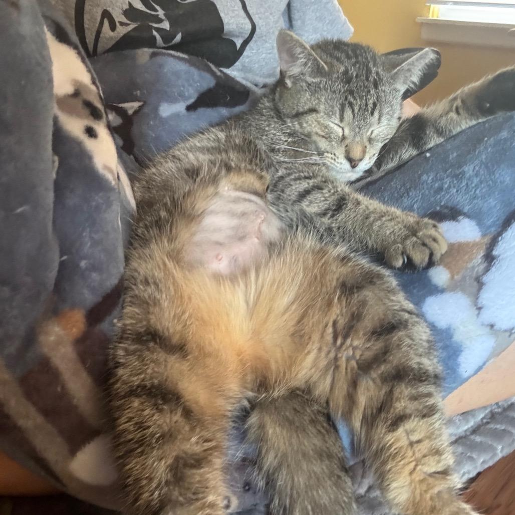 Ally Cat