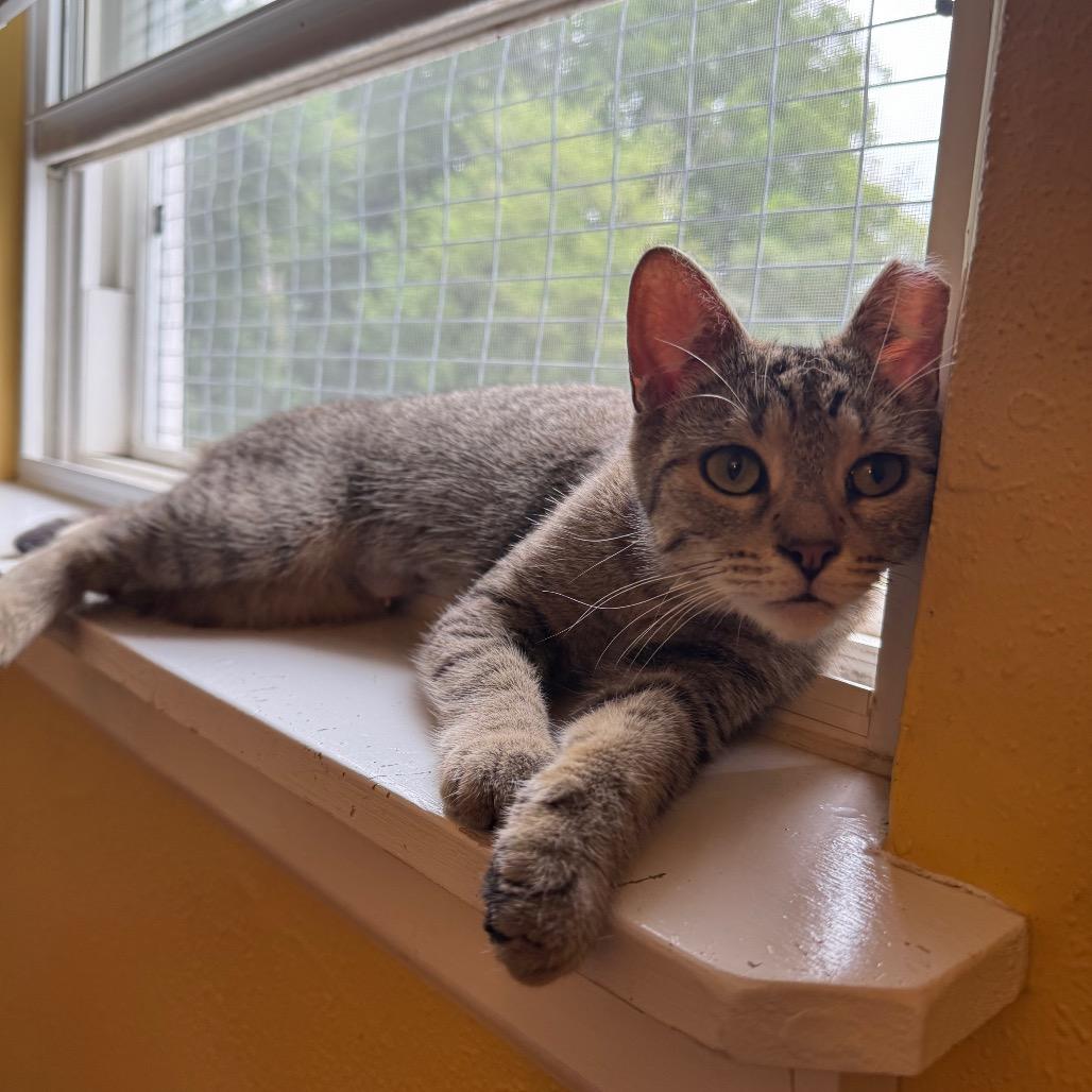 Ally Cat