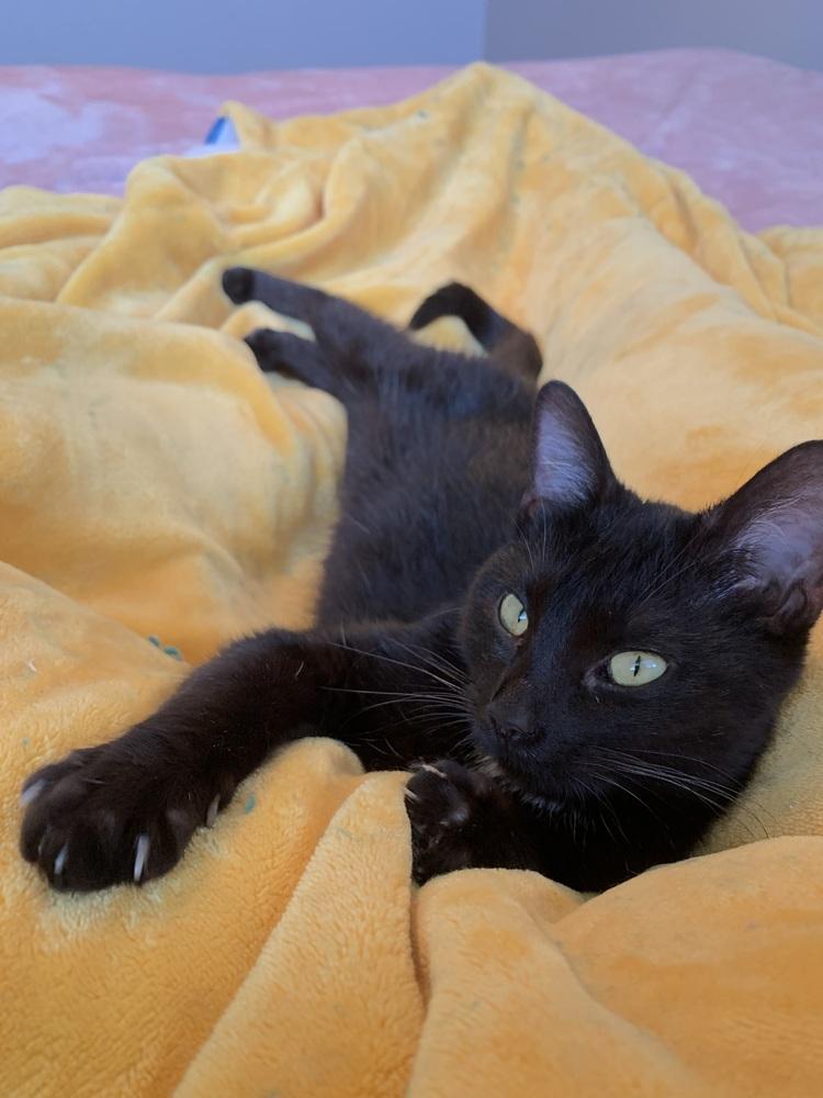 Enlarge Poppy, a Adoptable mixed breed in Union Grove, WI image 5/6
