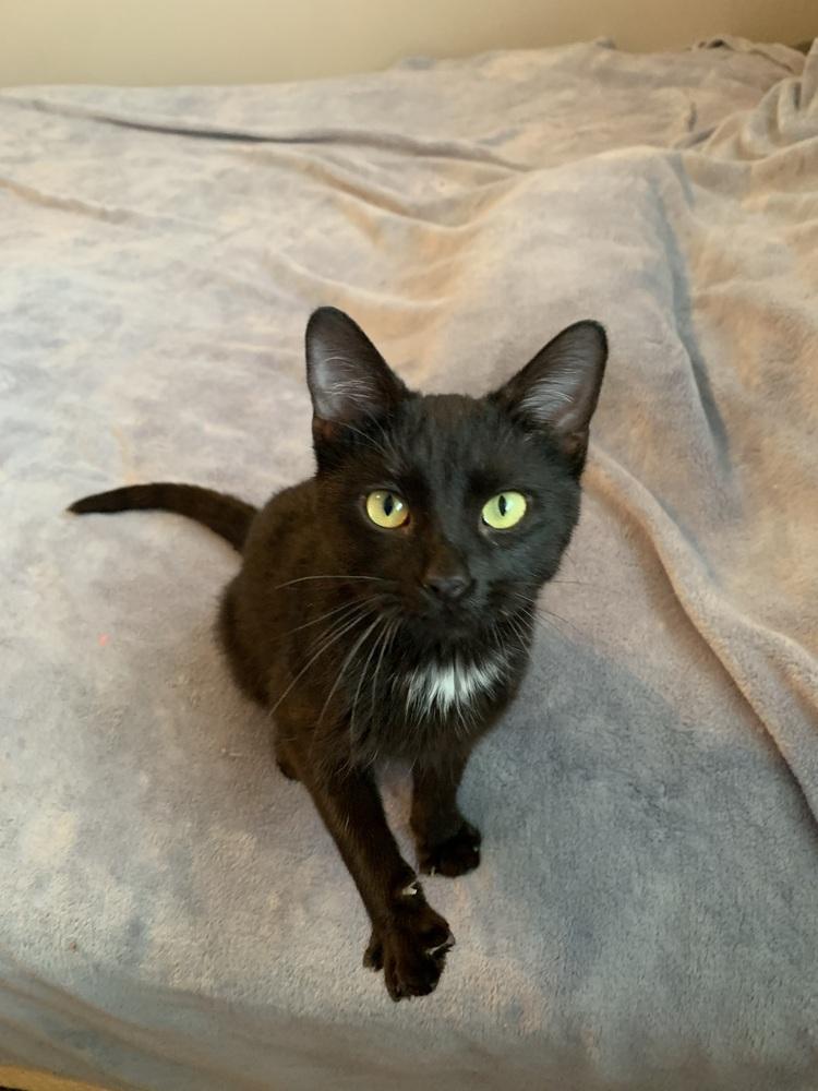 Enlarge Poppy, a Adoptable mixed breed in Union Grove, WI image 6/6