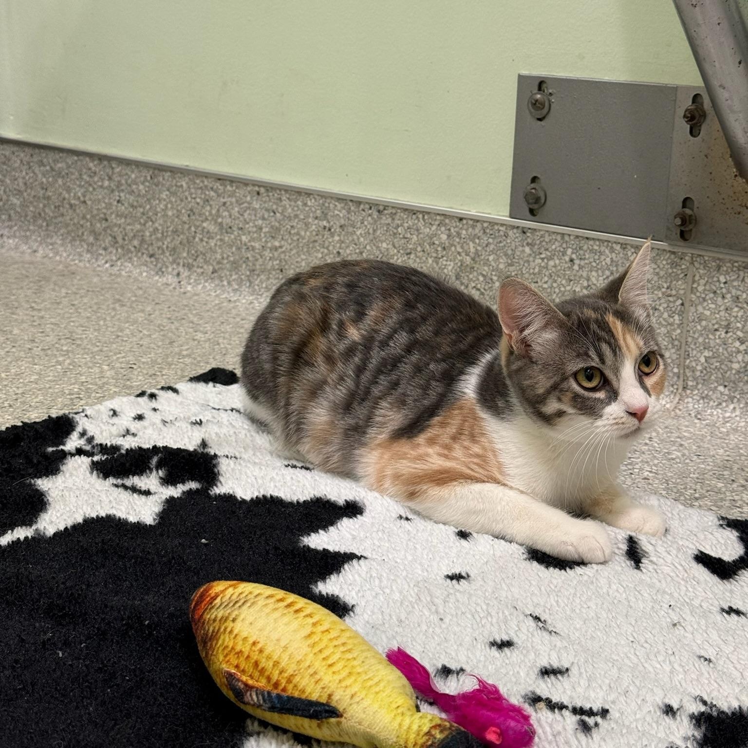 Enlarge Unity, a Adoptable Domestic Short Hair in Kent, WA image 4/4