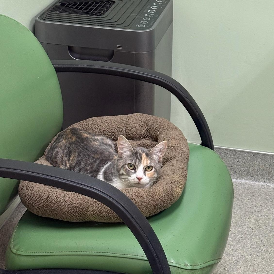 Unity, Adoptable, Kitten Female Domestic Short Hair.