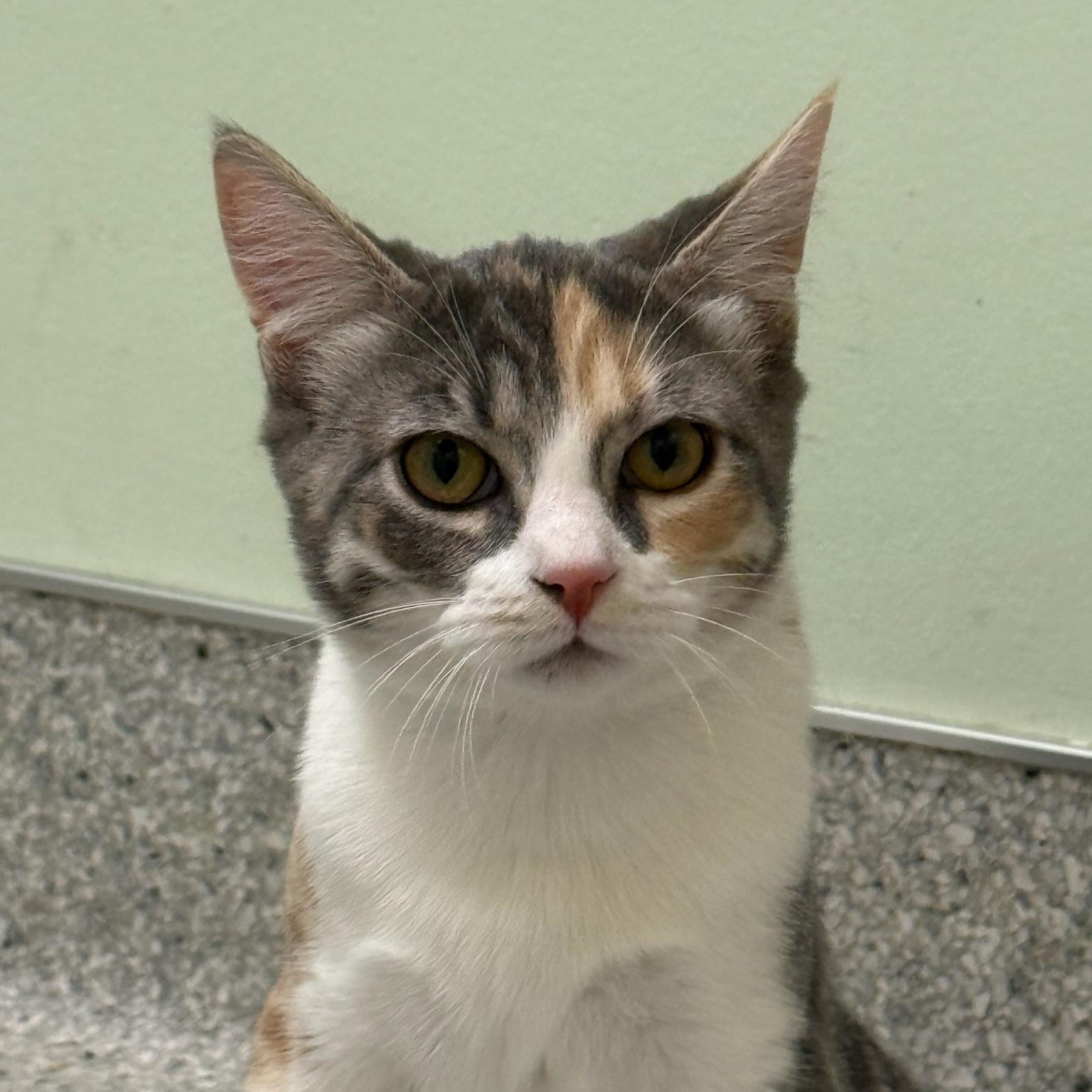 Enlarge Unity, a Adoptable Domestic Short Hair in Kent, WA image 2/4