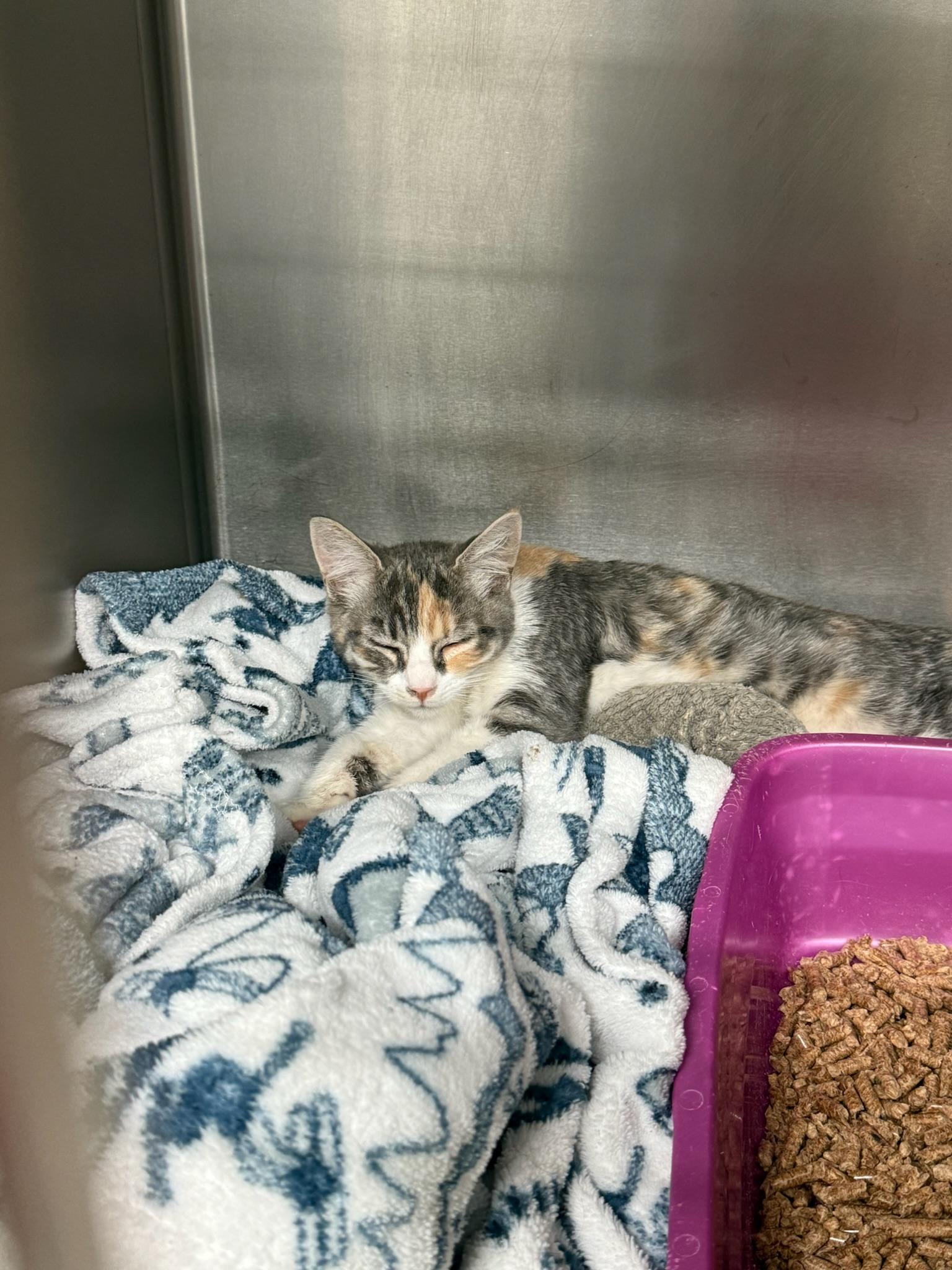 Enlarge Unity, a Adoptable Domestic Short Hair in Kent, WA image 3/4