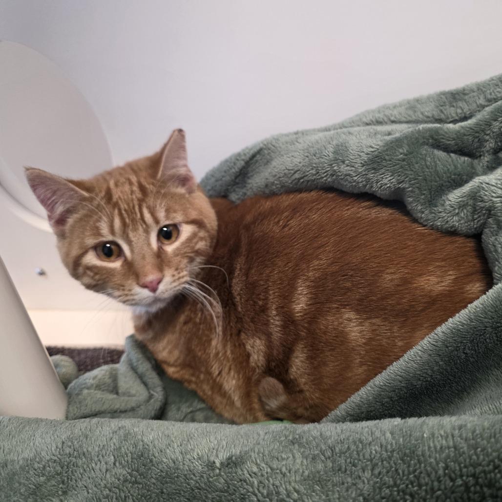 Enlarge Morris, a Adoptable Domestic Short Hair in Fort Wayne, IN image 2/3