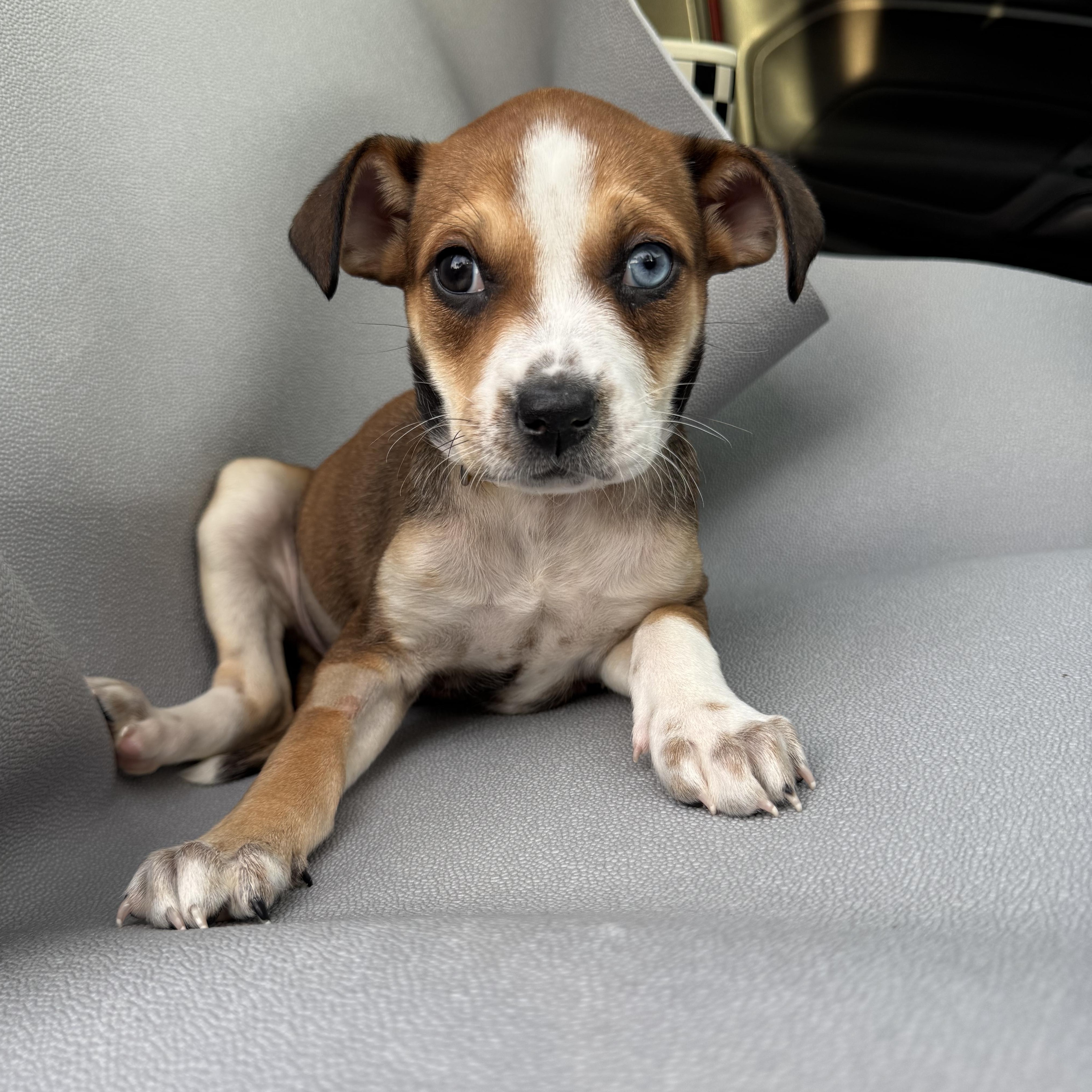 Enlarge Heartthrob, a Adoptable mixed breed in Henderson, NV image 2/3