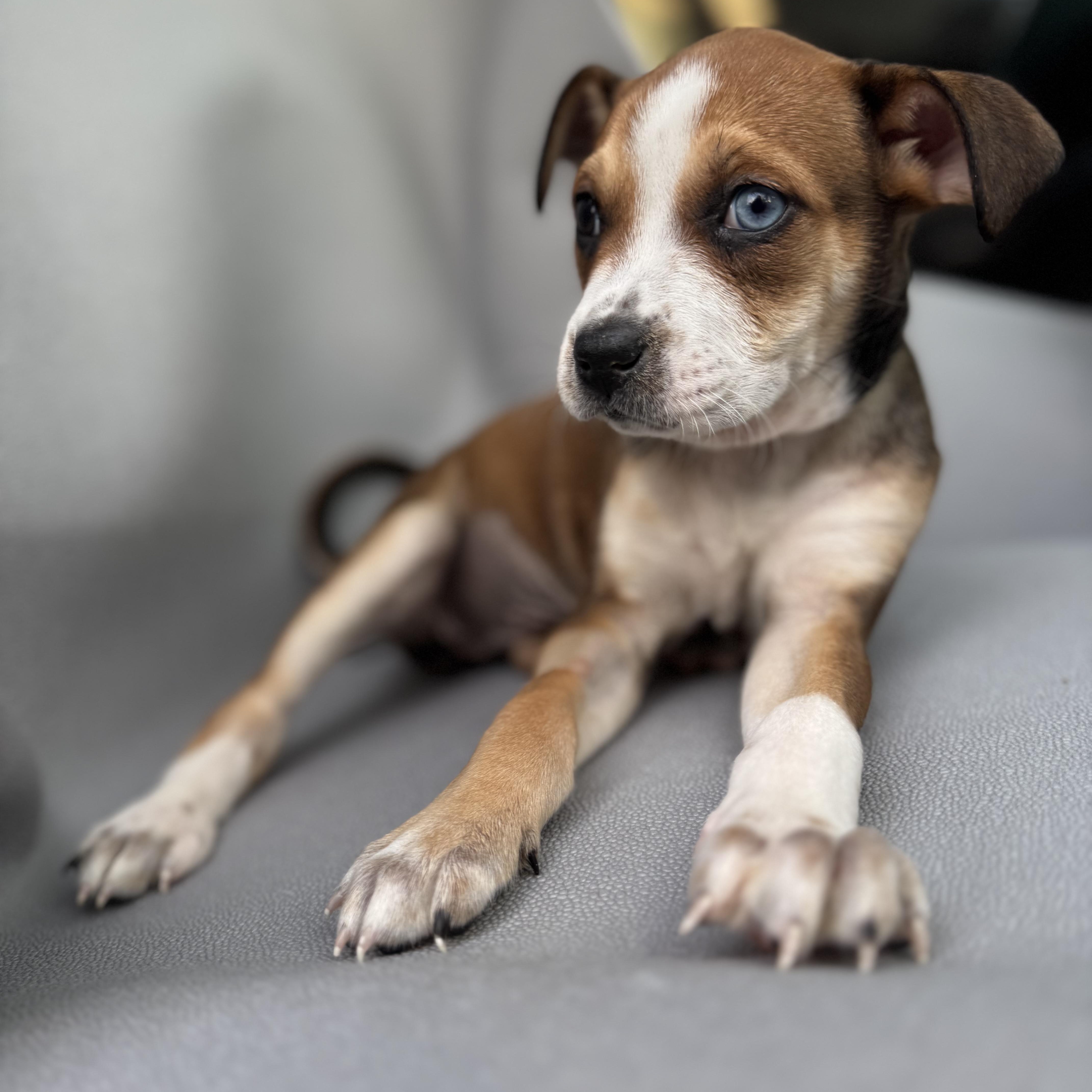 Enlarge Heartthrob, a Adoptable mixed breed in Henderson, NV image 3/3