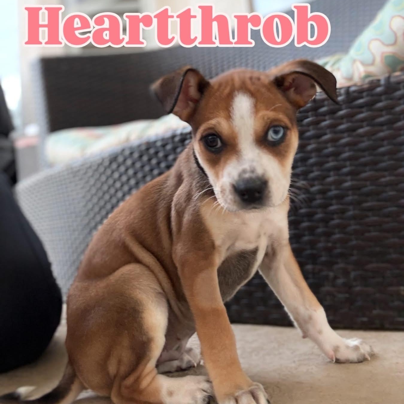 Enlarge Heartthrob, a Adoptable mixed breed in Henderson, NV image 1/3